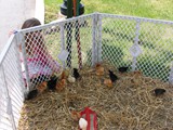 Roosevelt Care Center at Edison’s Country Fair